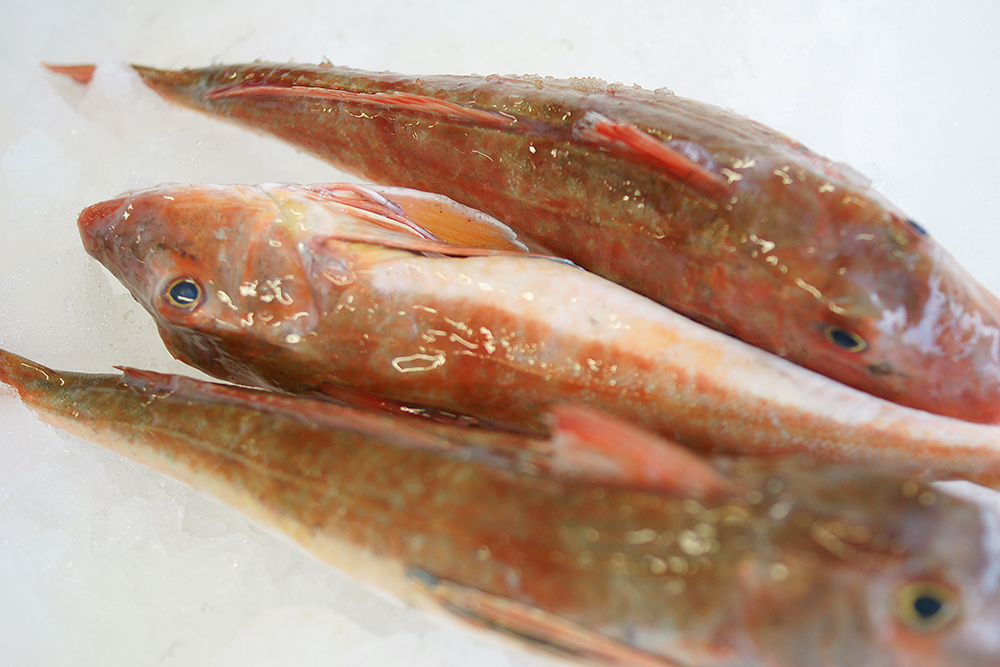 North Sea fish - Urker Vishandel J. Koffeman B.V.